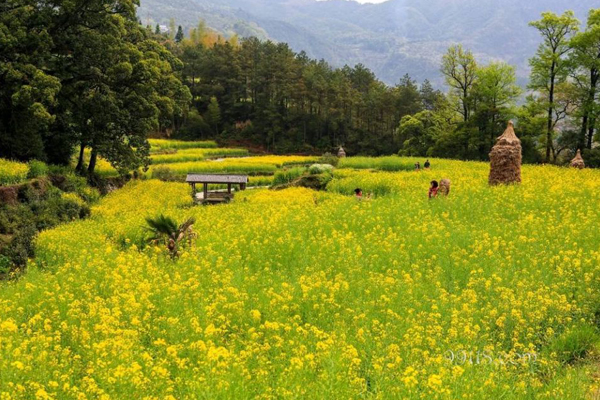 婺源油菜花